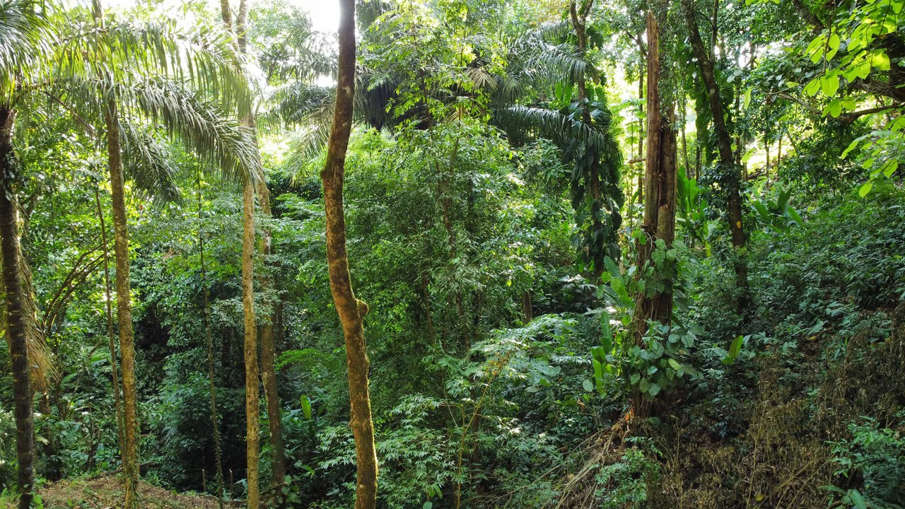 Unique property with creek and waterfall in lush jungle: Mountain Home Construction Site For Sale in Damas - Gallery image 8