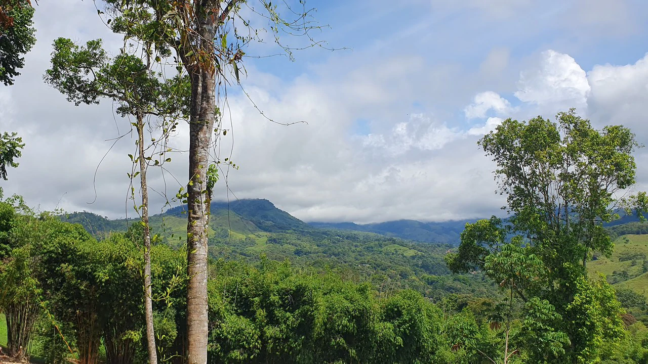 Property #1 with Bamboo Plantation, Development Opportunity (Residential, Hotel, and Industrial). - Gallery image 6