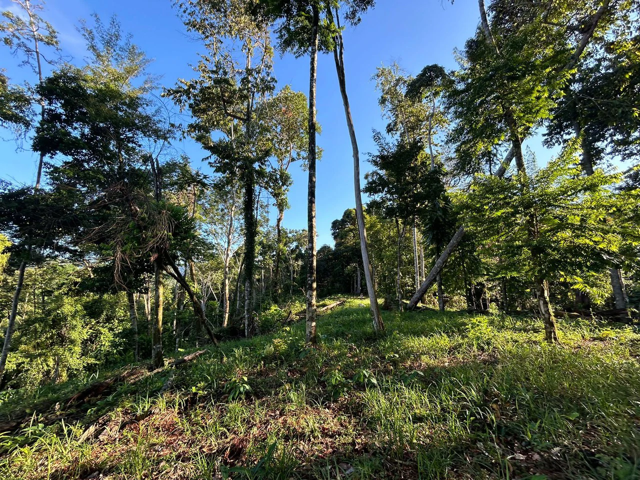 Marvelous Ocean View Parcel in Uvita. - Gallery image 25