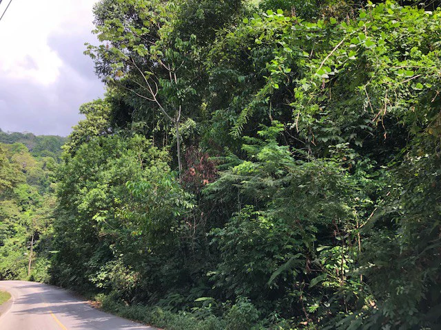 6.5 ACRES – Space To Grow, Build & Thrive, Close To The Beach & Commercial Potential Road Frontage!!!!!: Mountain and Countryside Development Parcel For Sale in Platanillo de Dominical - Gallery image 8