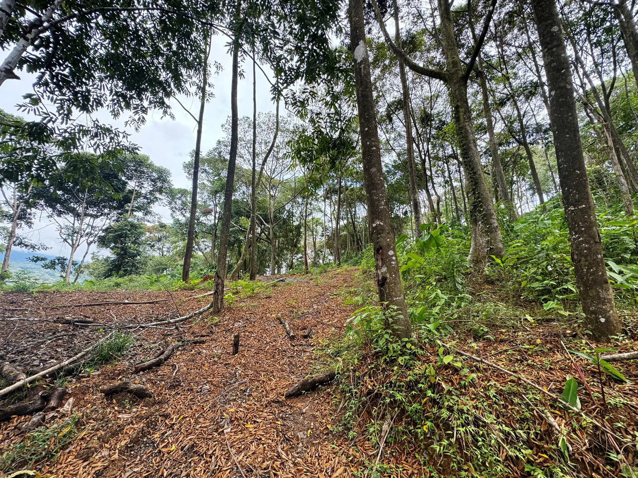 2.6 Acre Waterfall View Property in Playa Dominical Costa Rica - Gallery image 4