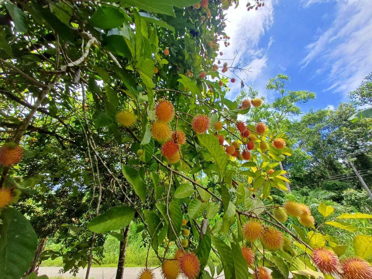 Finca La Palma, Cañaza, Puerto Jiménez - Gallery image 14