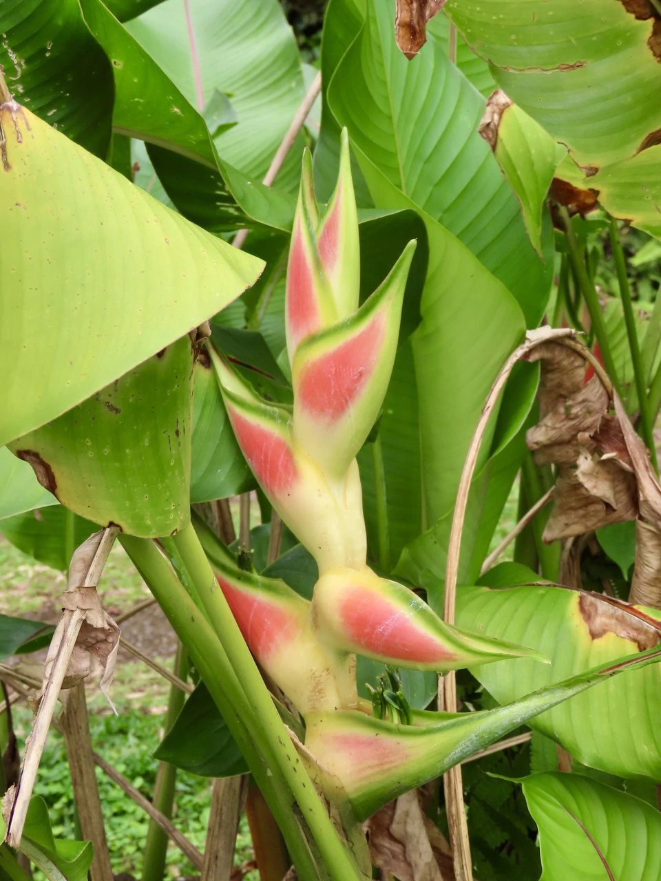 CASA  TROPICANA - Lake View Oasis Near Nuevo Arenal - Gallery image 75
