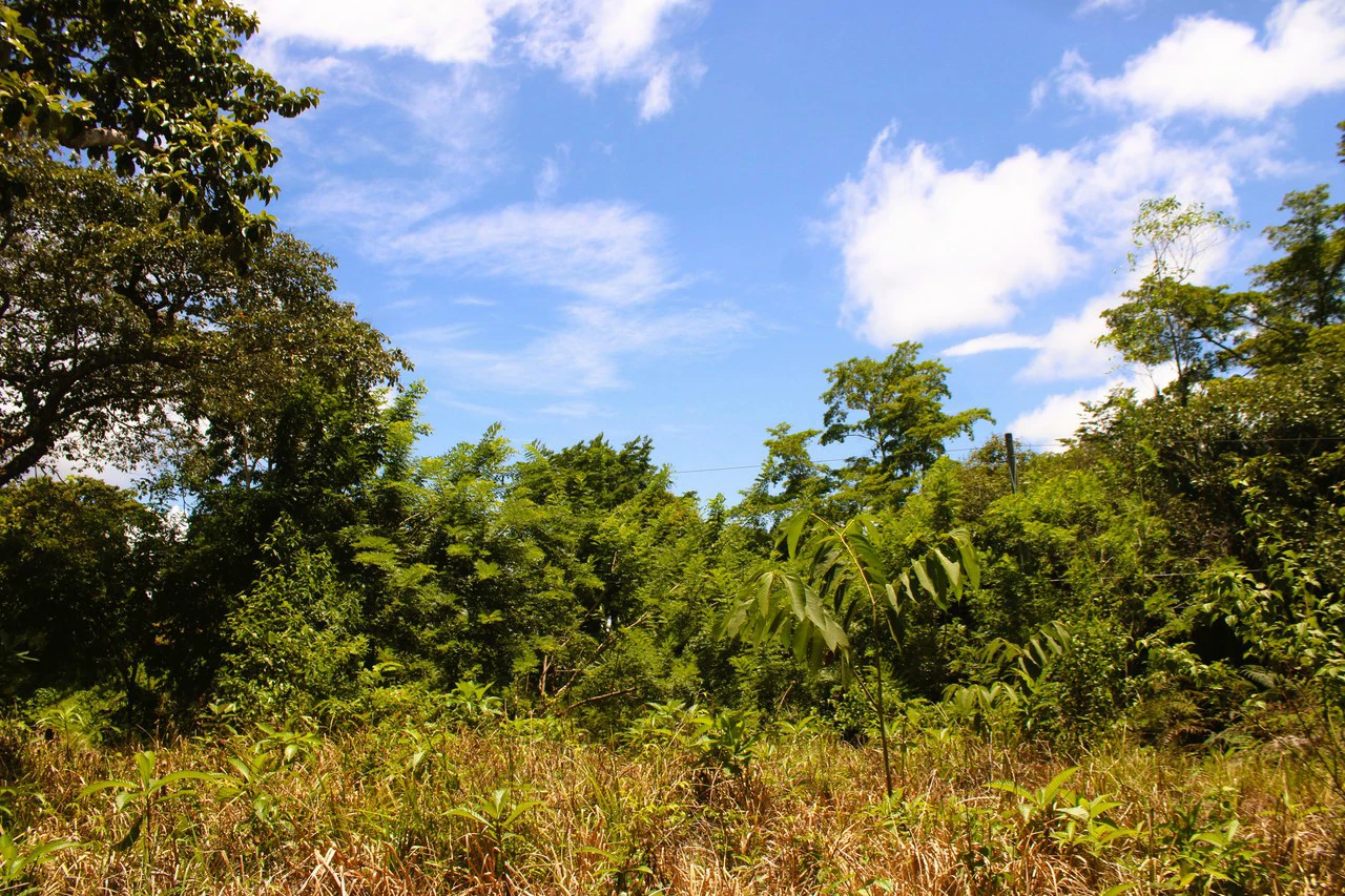 Wildlife Reserve Farm close to Ojochal - photo 13