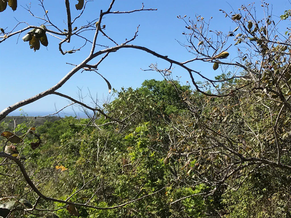 Ocean view farm for sale in the mountains of San Juanillo - Gallery image 20