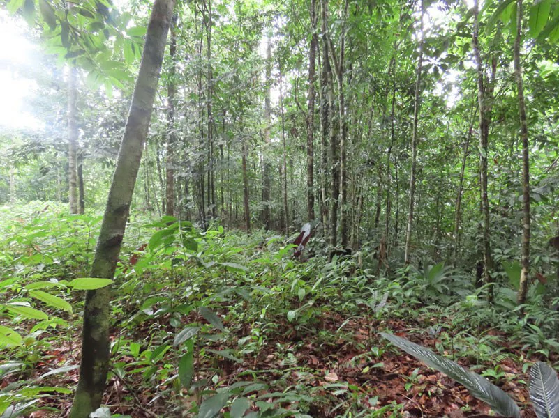 34-Acres of Forest For Sale in Riyito de Puerto Jimenez - Gallery image 14