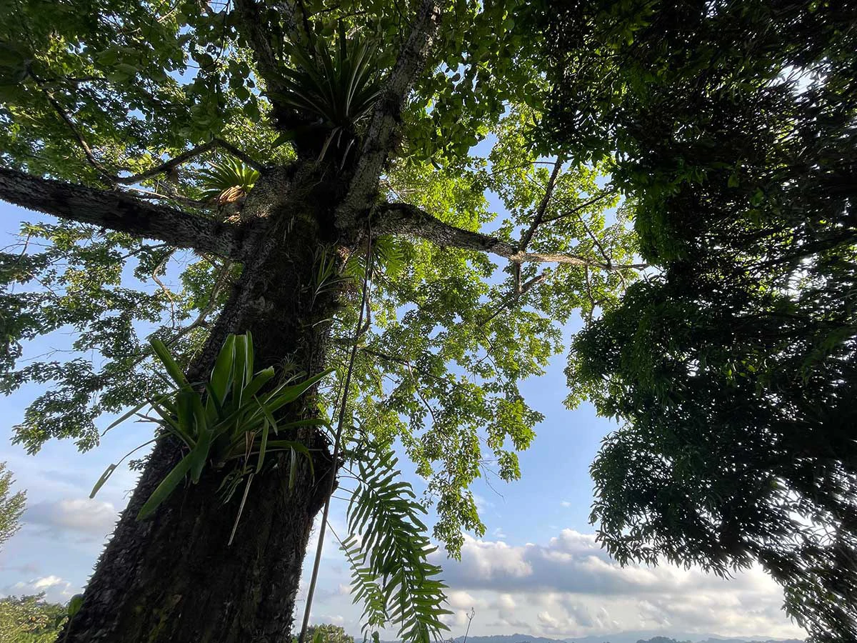 ID 4167: Investment Opportunity: 8-Acre Reforested Mountain Finca in Puriscal - Gallery image 13
