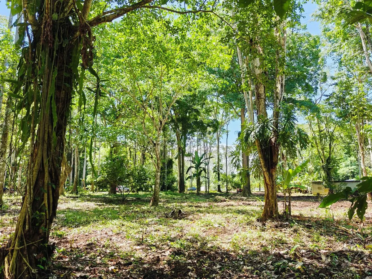 ID 961: Lot 4 - 5383 sqm - New Development on Old Yard Road, Cahuita - 300 Meters to the Beach - Gallery image 4