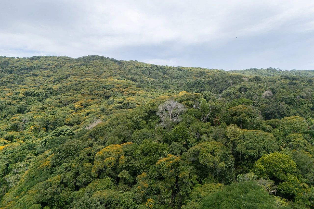 Near the Coast Home Construction Site For Sale in Dominical - Gallery image 13
