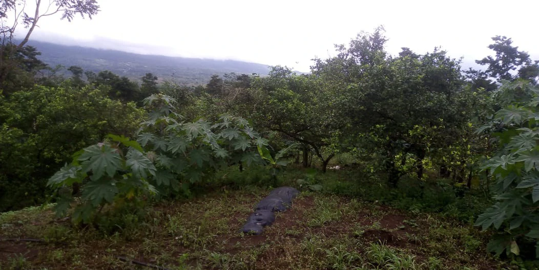 Agricultural farmland for sale in Aguas Claras, Alajuela, 1 house and many fruit trees - Gallery image 17