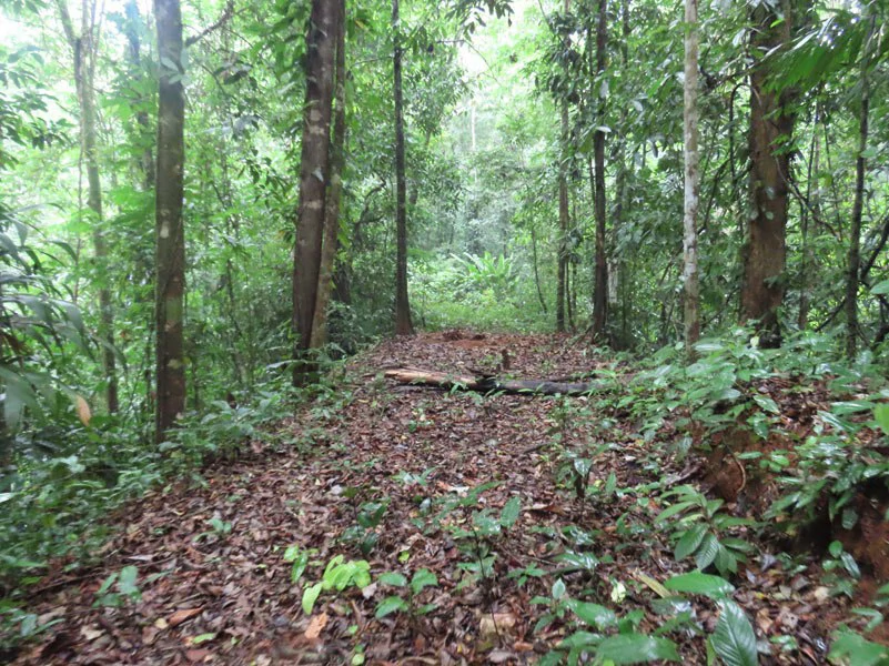 34-Acres of Forest For Sale in Riyito de Puerto Jimenez - Gallery image 23