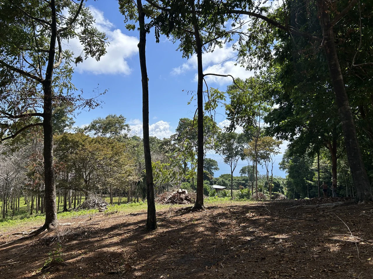 Cabo Matapalo:  3.8 Acre Ocean View Lot In Peninsula De Osa, Golfo Dulce - Gallery image 6