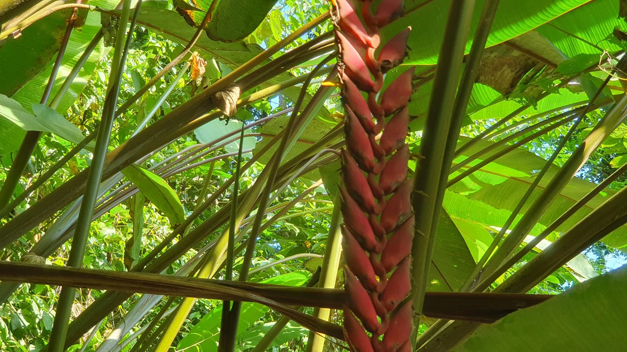 CONSERVATION AND DEVELOPMENT LAND WITH OCEAN VIEW IN SIERPE, COSTA RICA - Gallery image 22