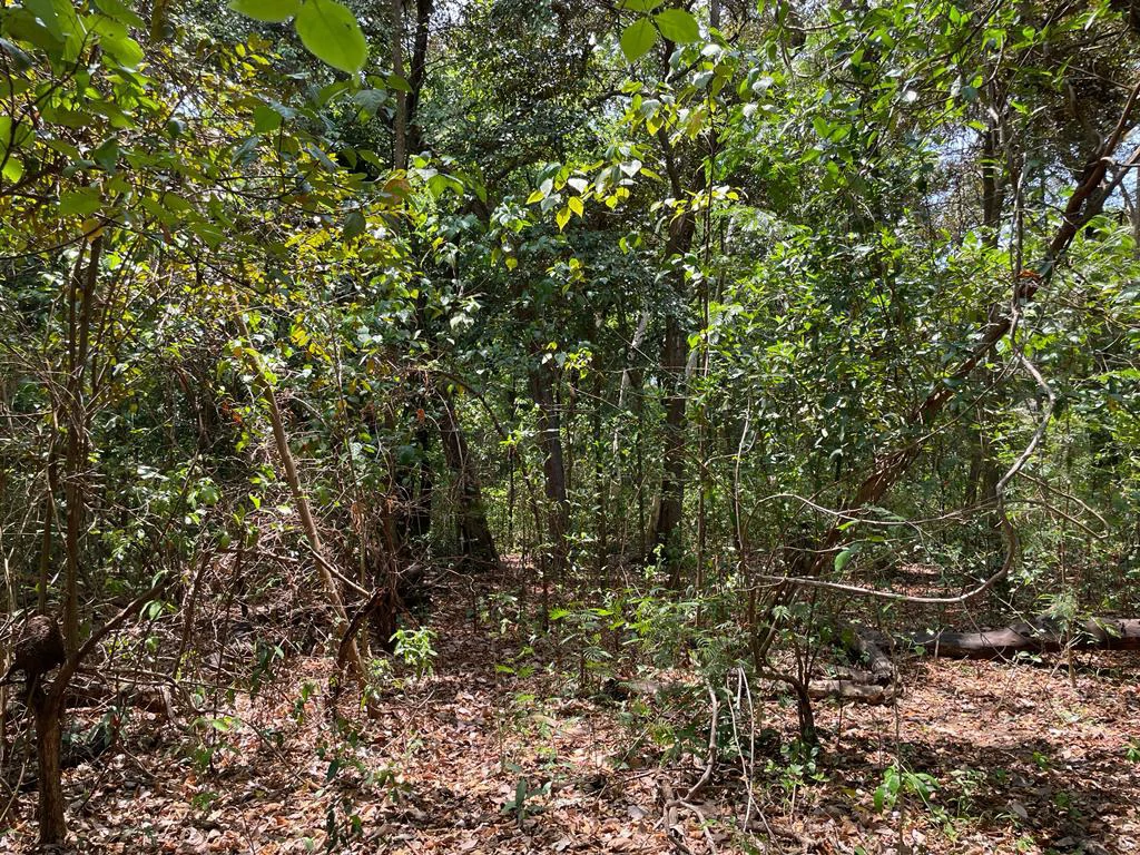 Farm for Sale to Develop Guanacaste Costa Rica - Gallery image 20
