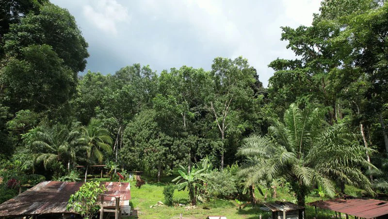 Ocean View & Primary forest 55-ha Rincon de Osa - Gallery image 14