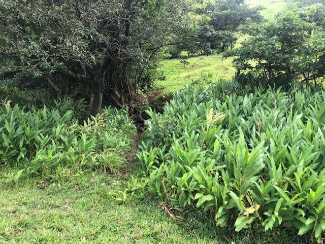 Warm Spring Mountain Property in a tropical landscape and antique wooden house,  50 minutes from Liberia city - Gallery image 21