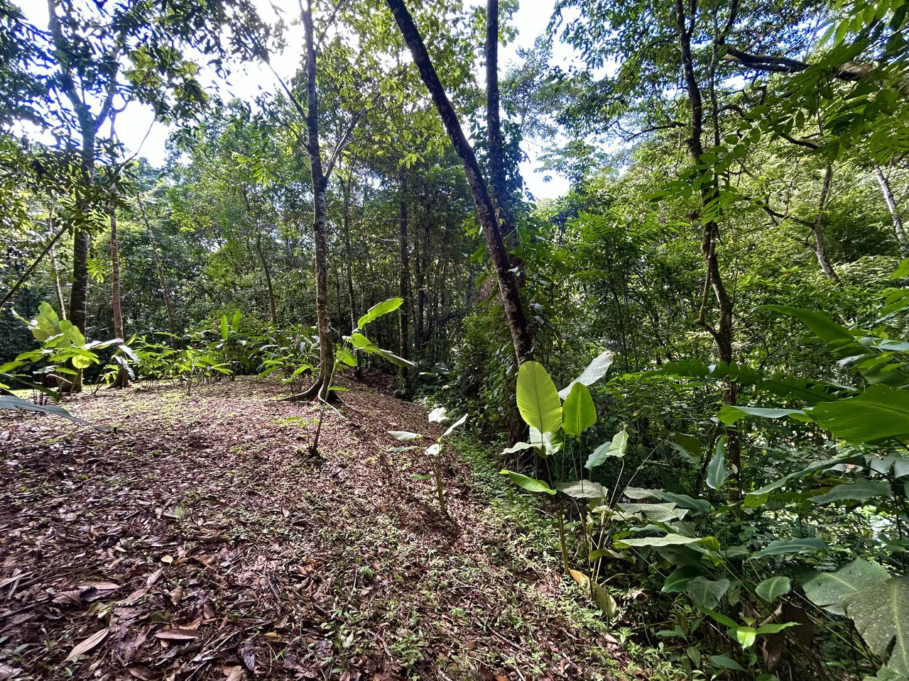 Selva Vista Estate: 5.9 Acres of Wild Beauty - Gallery image 19
