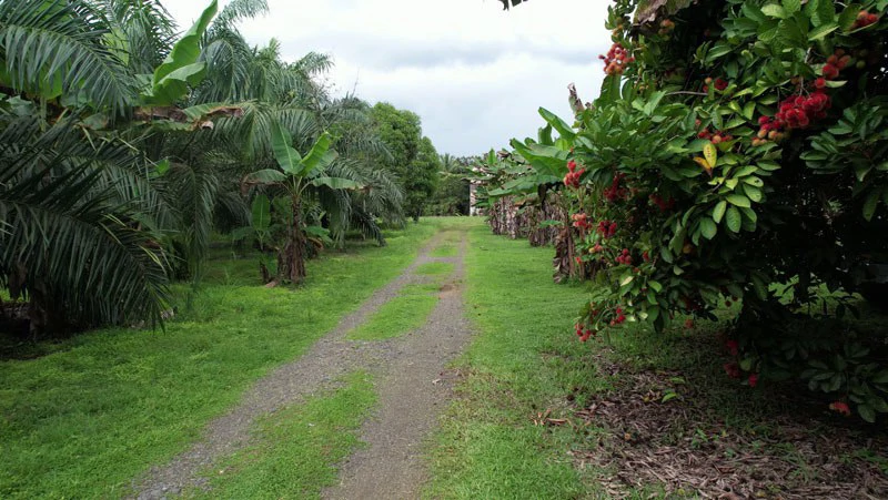 Finca La Palma, Cañaza, Puerto Jiménez - Gallery image 3