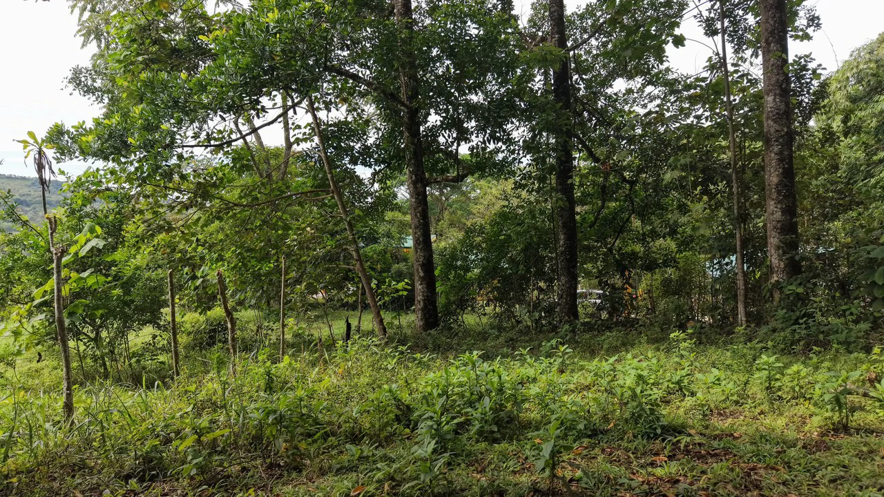 Mountain Home Construction Site For Sale in San Isidro del General - photo 3
