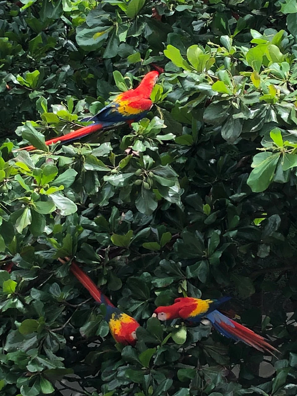 Beautiful Lot a few meters from the beach Property for Sale: 1,103 m² Lot in Playa Jaco, Costa Rica - Gallery image 19