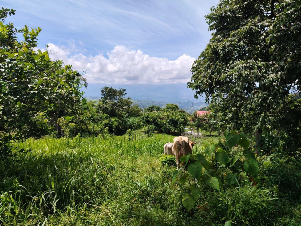 Lote en venta-ubicado en San Juan Bosco, Perez Zeledon: Mountain Home Construction Site For Sale in Daniel Flores - Gallery image 8