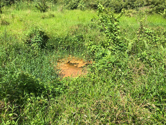 Cold & Hot springs surrounded by an overgrown farm, taken back by nature - Gallery image 40