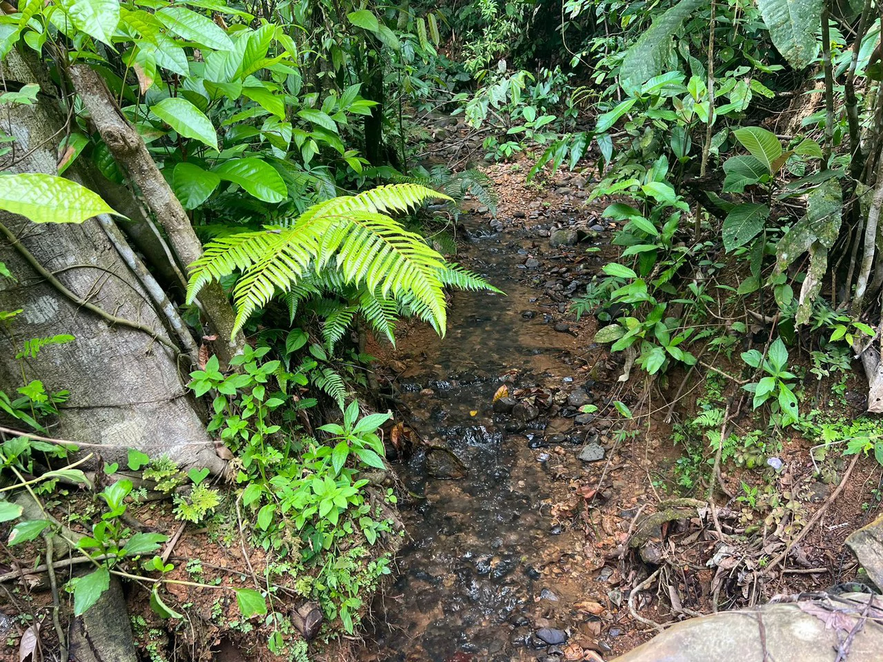 47 ACRES – Beautiful Mountain View Farm With Many Water Sources and Many Building Areas!!!! - Gallery image 8
