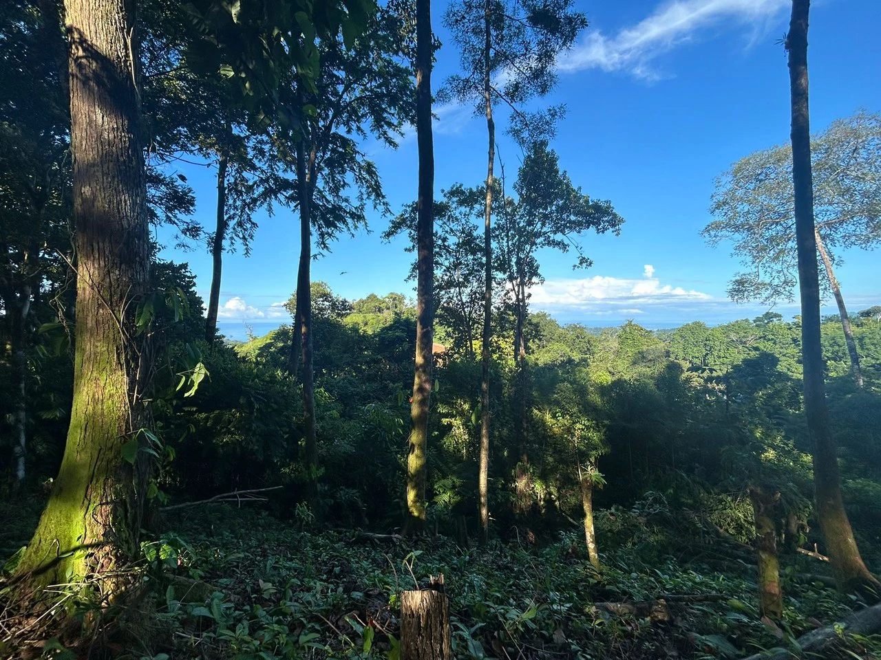 Marvelous Ocean View Parcel in Uvita. - Gallery image 19