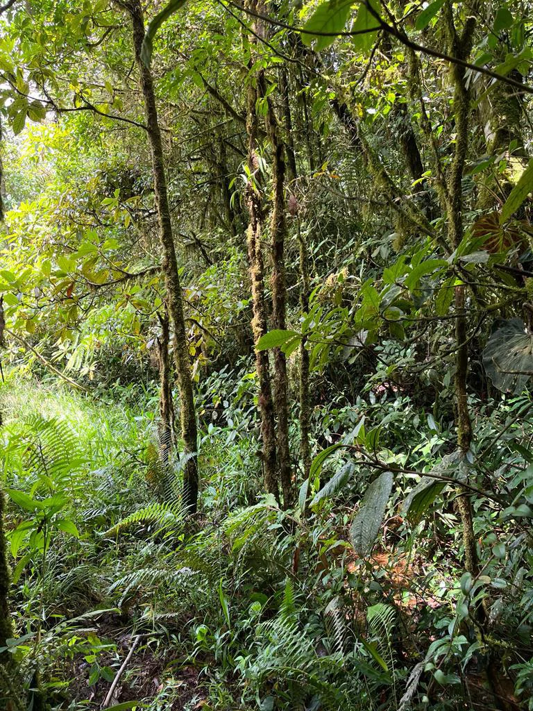 Fantastic property near Biological Reserve - Gallery image 18