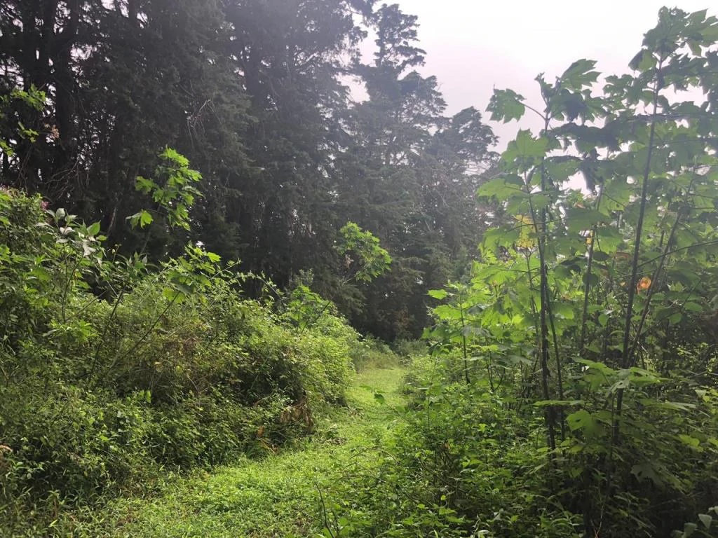 Horse ranch mountain farmland with its own stable's in San Rafael, Heredia - Gallery image 17