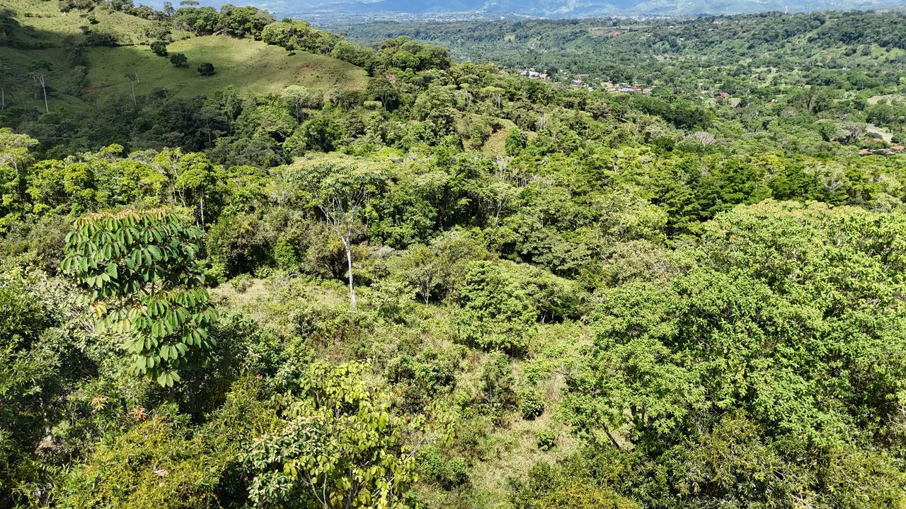 FINCA EN MIRAFLORES: Mountain Agricultural Land For Sale in El General - Gallery image 2