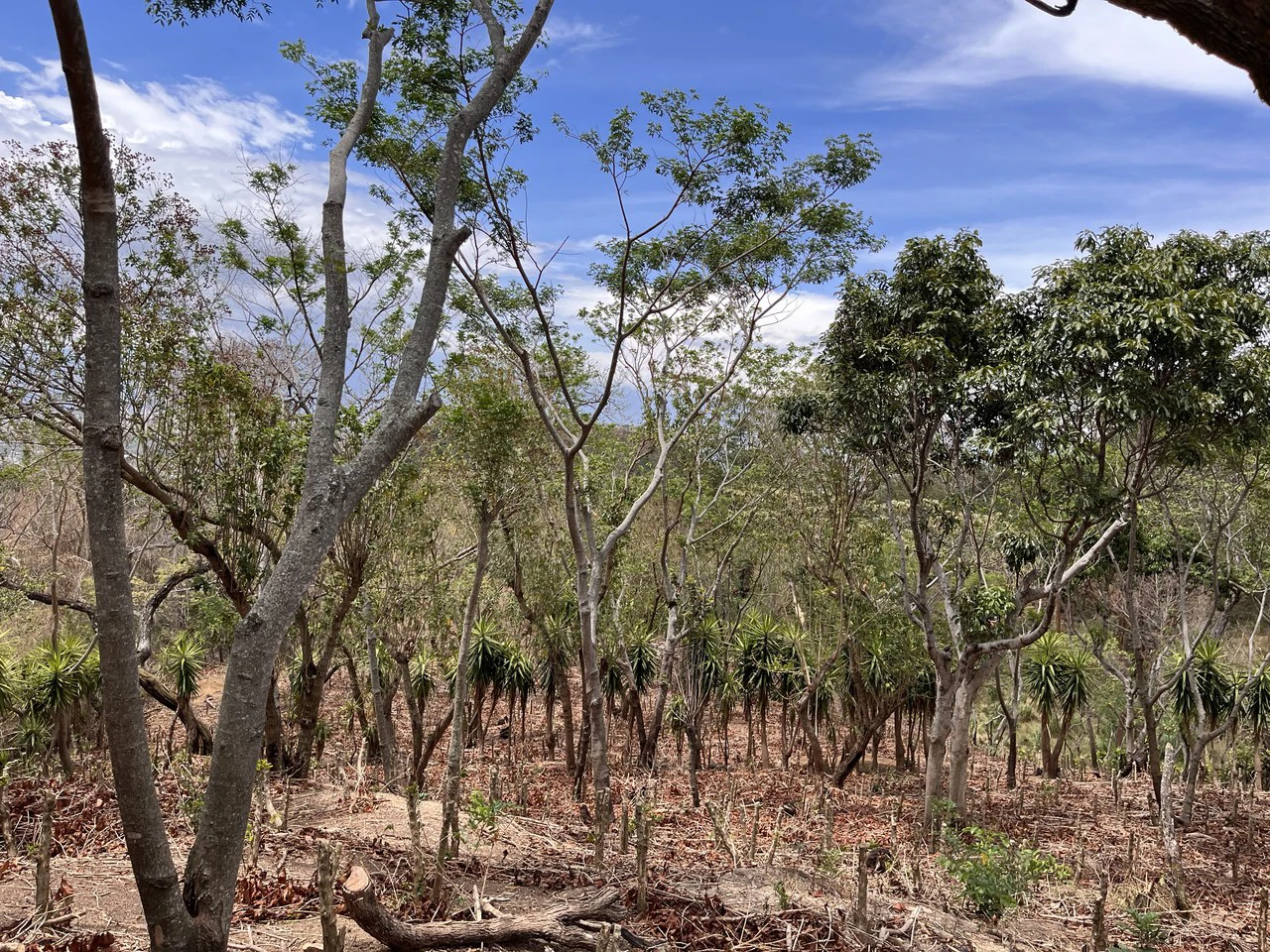 Propiedad para Desarrollo Inmobiliario, en Venta, Río de Oro, Santa Ana: Mountain Development Parcel For Sale in Rio Oro - Gallery image 2