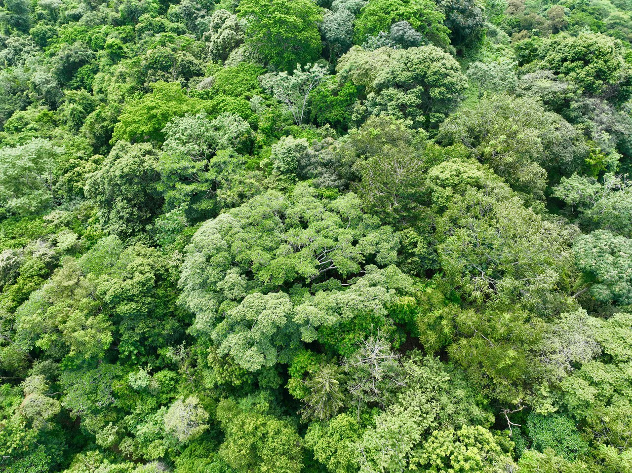 TROPICAL MASTERPIECE – 61.78 ACRES OF OCEANVIEW BLISS WITH WATERFALL: Mountain Development Parcel For Sale in Tres Rios - Gallery image 21