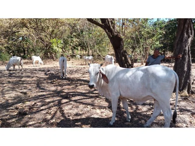 3 Flat topography properties for sale near Playas del Coco, Great building potential in the province of Guanacaste - Gallery image 2