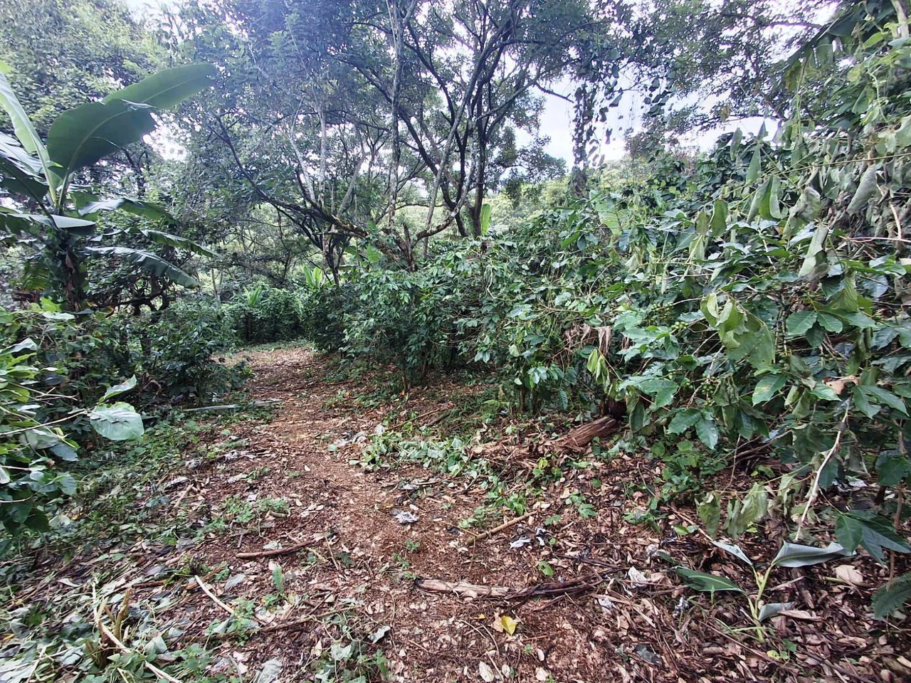Hot Market: 2.6 Ha for Residential Development in the heart of the action! - photo 9