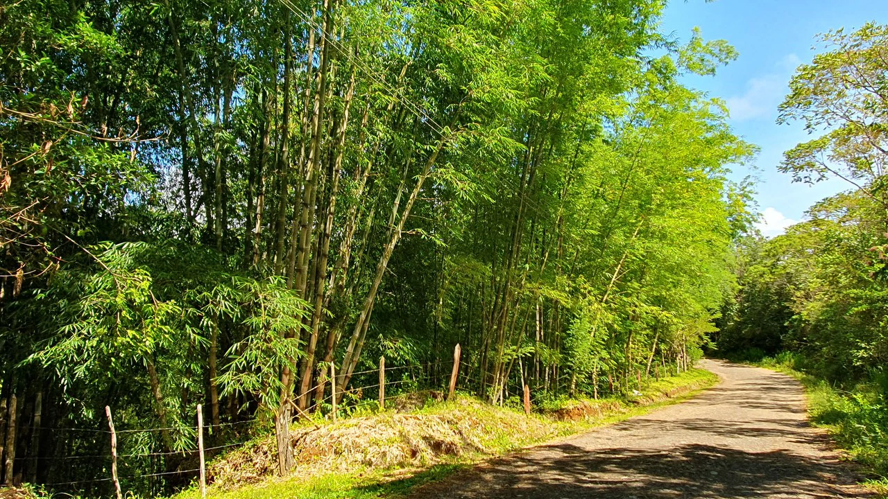 Property #2 with Bamboo Plantation, Development Opportunity (Residential, Hotel, and Industrial). - Gallery image 12
