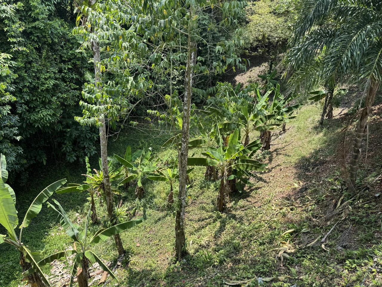 50 Acre Waterfall and River Paradise Above Dominical - Gallery image 65