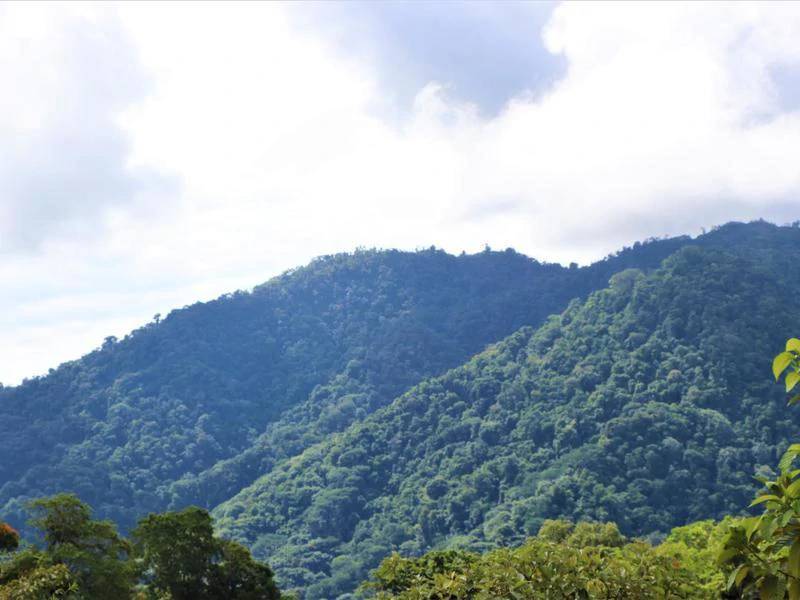 Captivating 3.15-Acre Property: Huge Pricedrop! Firesale Oceanview Lot in Tres Rios - Gallery image 8