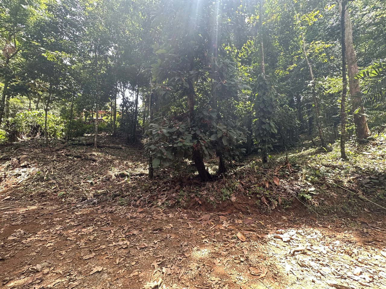 1.6 Acres Land Parcel in Ballena, Jungle Views.: Mountain Home Construction Site For Sale in Bahía Ballena - Gallery image 10