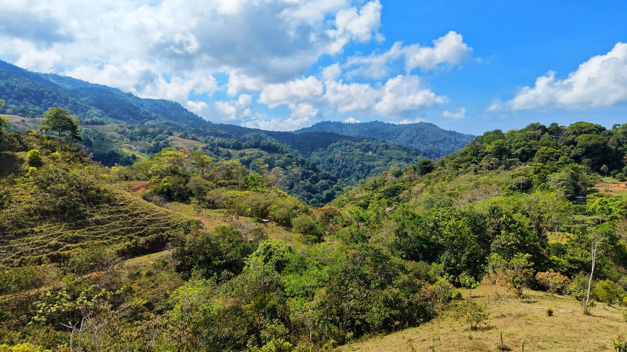 2.8 HA FARM FOR SALE IN SAN LUIS DE MORETE | MOUNTAIN VIEWS AND NEAR THE OCEAN - Gallery image 3