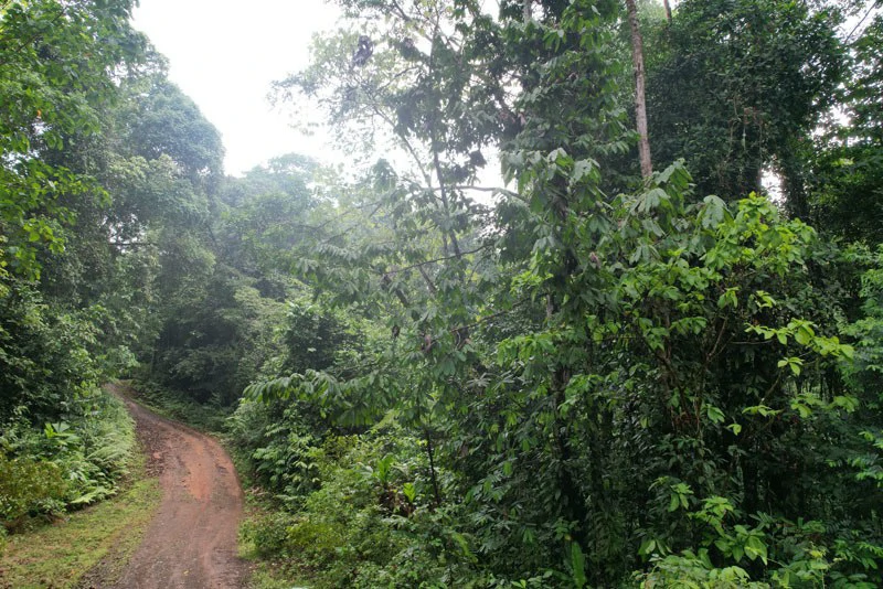 34-Acres of Forest For Sale in Riyito de Puerto Jimenez - Gallery image 4