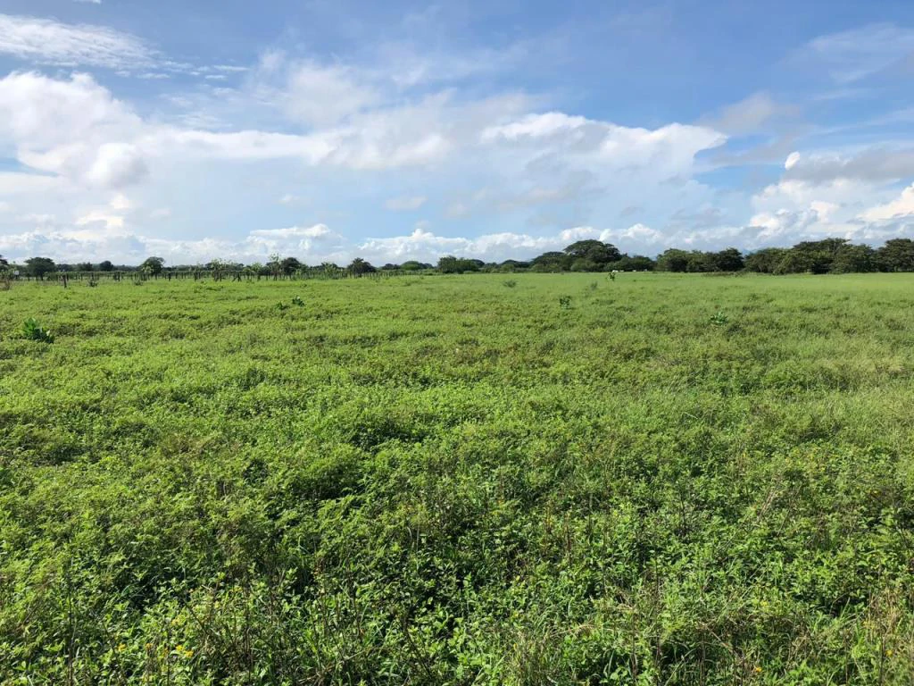 Commercial property in Carrillo, near the Chorotega Regional Market