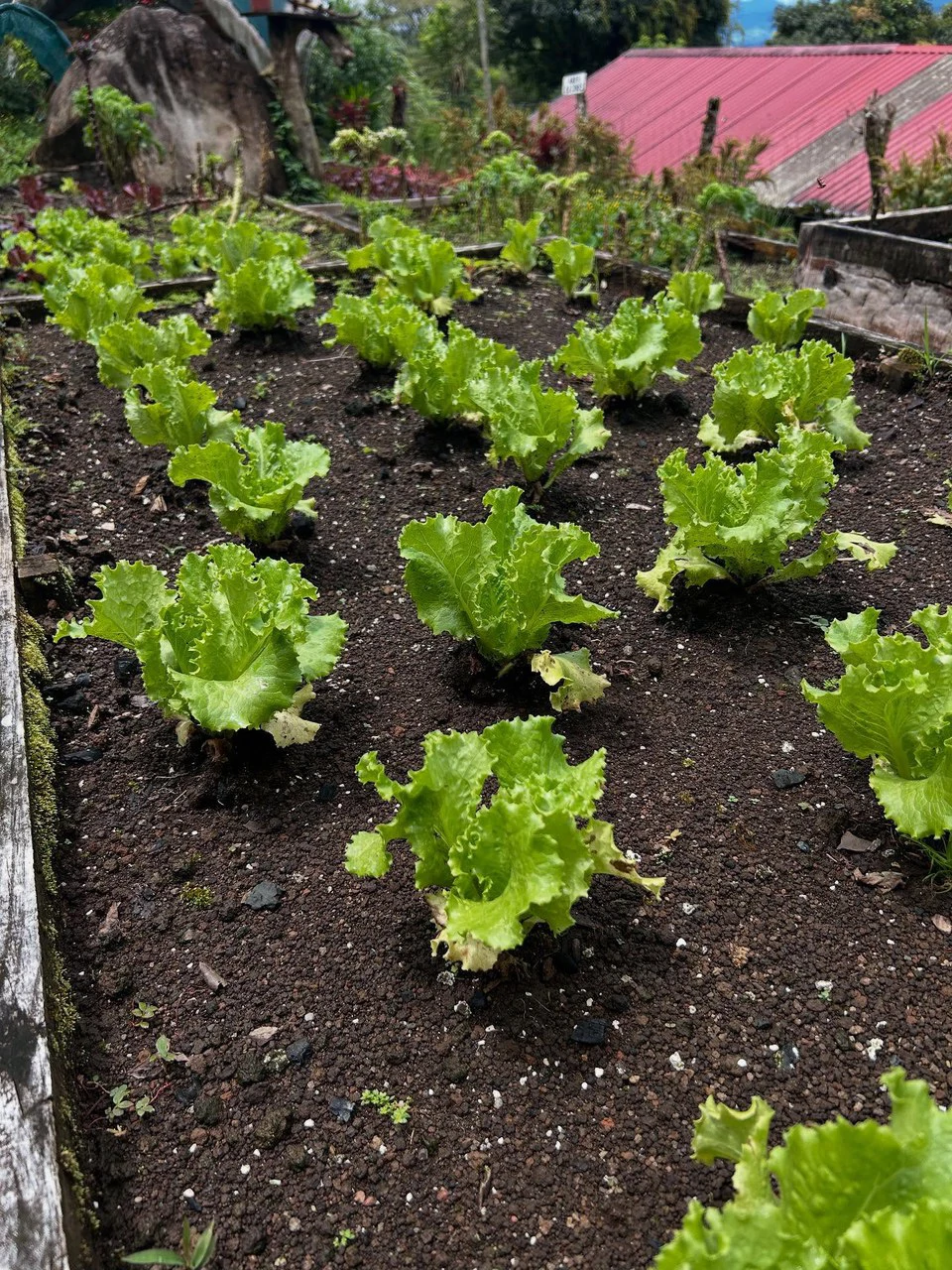 NATURES BOUNTY - Certified Organic Farm - Gallery image 21