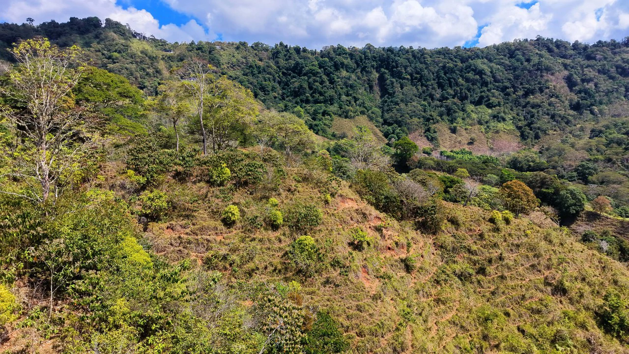 2.8 HA FARM FOR SALE IN SAN LUIS DE MORETE | MOUNTAIN VIEWS AND NEAR THE OCEAN - Gallery image 8
