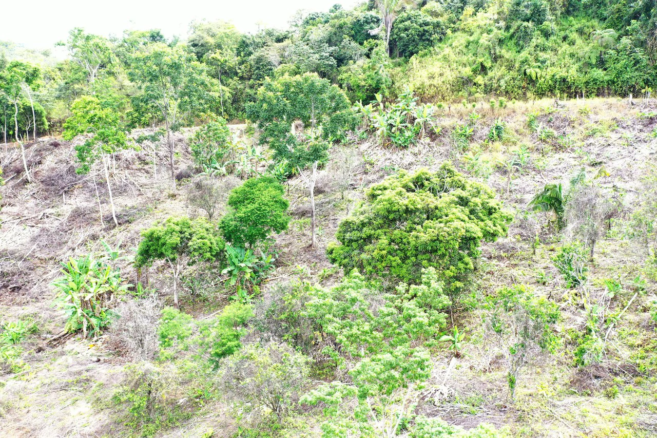 4.6 Acre Tropical Fruit Farm with Elevated Homesite & Valley Views San Isidro - photo 19