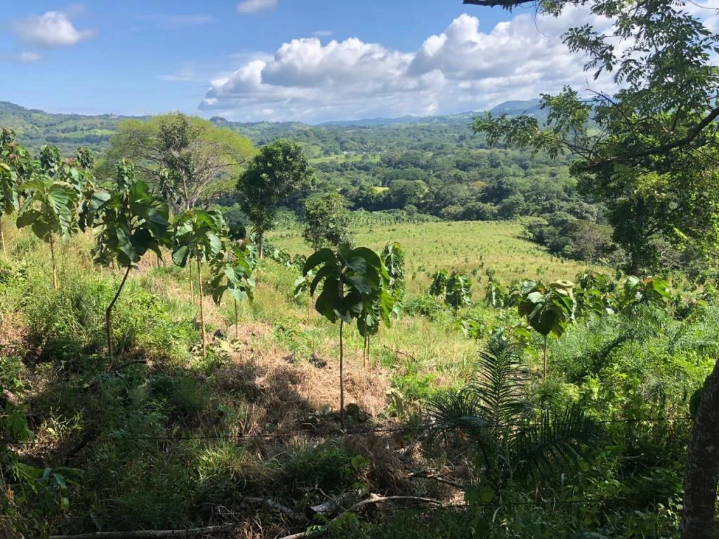 Teak Farm for Sale with a Hacienda Villa and 3 houses in La Cruz, 1 hour away from Liberia