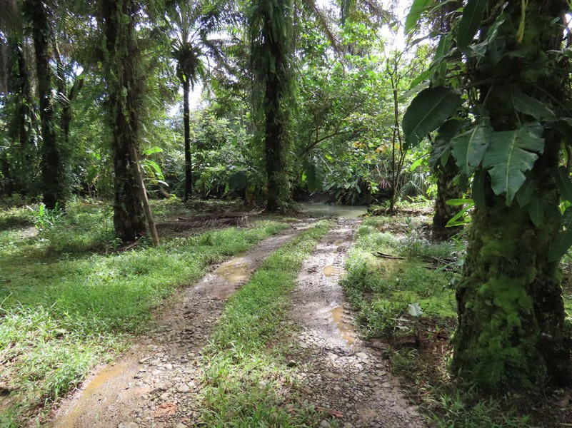 Palm Farm with Ocean View, Ideal for Ecotourism or Residential Development - Gallery image 2