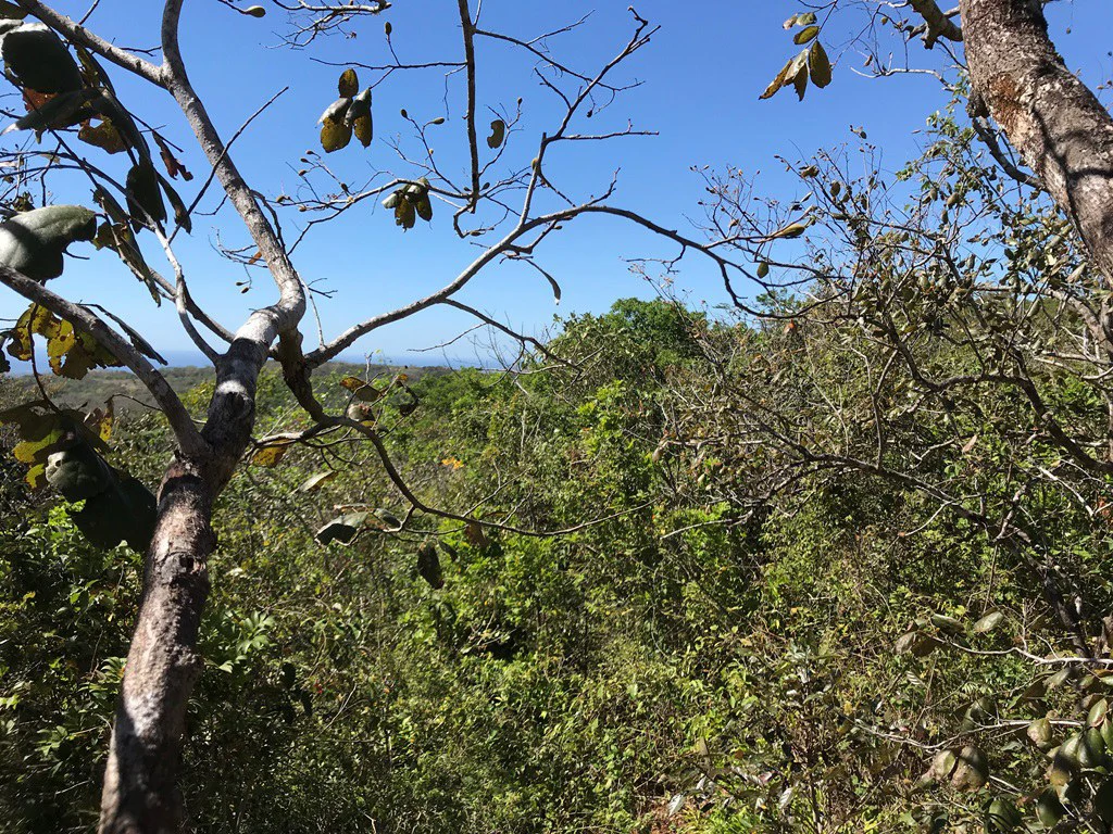 Ocean view farm for sale in the mountains of San Juanillo - Gallery image 19