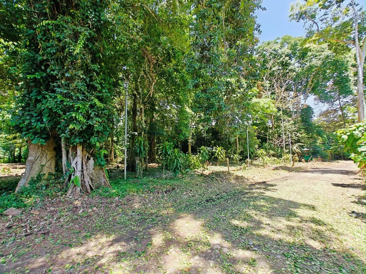 ID 879: Lot 5 - 2237 sqm Creekside Titled Lot Near Playa Grande, Cahuita - Old Yard Development - Gallery image 8