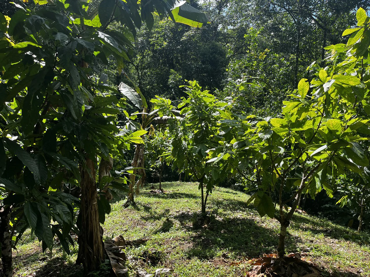 SPECTACULAR ECOLOGICAL MOUNTAIN FARM IN BIJAGUAL DE TURRUBARES - Gallery image 36
